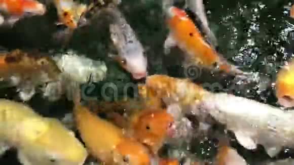 锦鲤挤在一起争夺食物视频的预览图