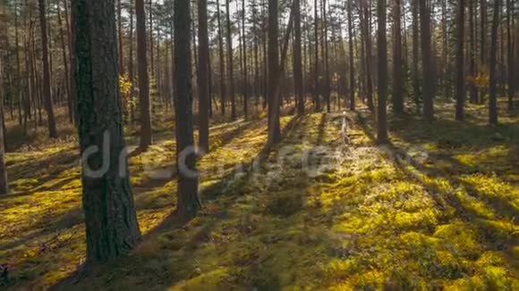 美丽的日落阳光在阳光明媚的夏季针叶林阳光照耀阳光照耀森林视频的预览图