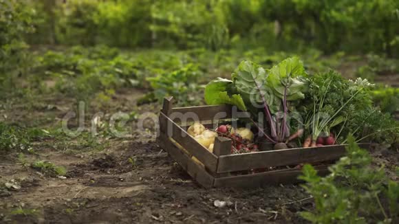 农夫拿着装满新鲜有机蔬菜土豆胡萝卜番茄甜菜萝卜的木箱在日落的灯光下视频的预览图