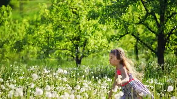 阳光明媚的一天一个女孩带着蒲公英穿过花园视频的预览图
