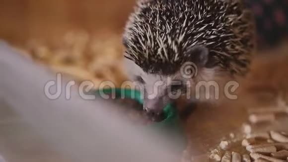 可爱的宠物刺猬坐在木笼里吃食物视频的预览图