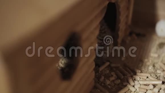 小宠物驯养的刺猬坐在笼子里的小房子里视频的预览图