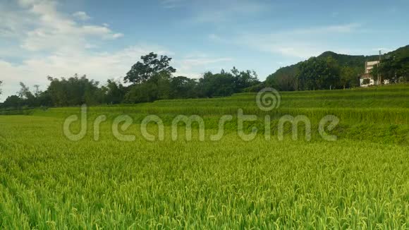 水稻稻田在干旱季节秋季绿叶黄稻田特写视频的预览图