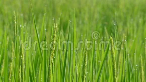 水稻稻田在干旱季节秋季绿叶黄稻田特写视频的预览图