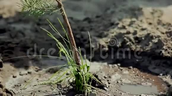 种植幼树视频的预览图