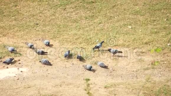 一群鸽子在草地上啄食视频的预览图