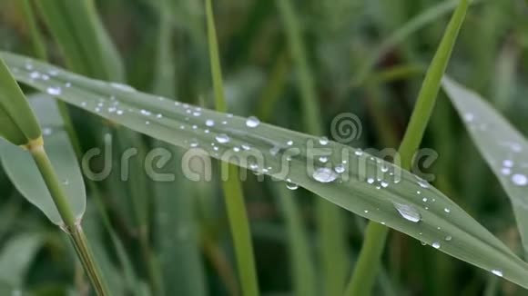 一个夏天露水滴在绿草上草地上的雨滴视频的预览图