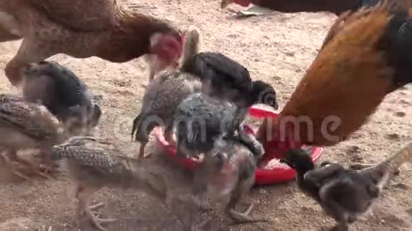 母鸡一家人在农场里吃饭视频的预览图
