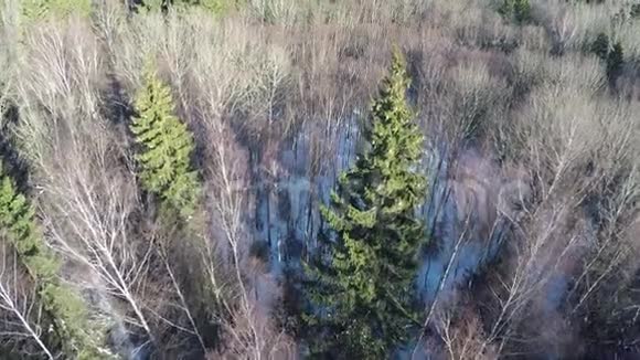 冬季木材中裸露的桦树和高绿色云杉树空中视频的预览图