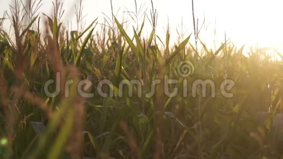 金色夕阳前玉米秆流苏的剪影视频的预览图
