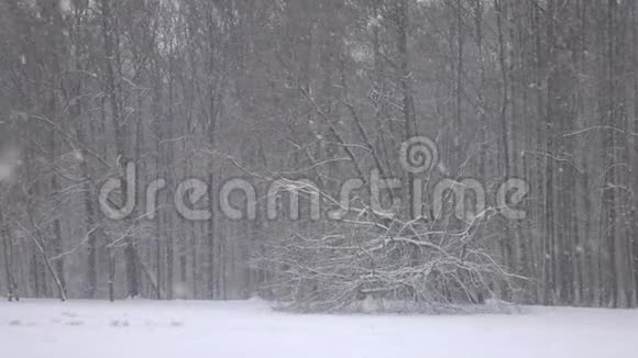 落在森林前面的雪视频的预览图