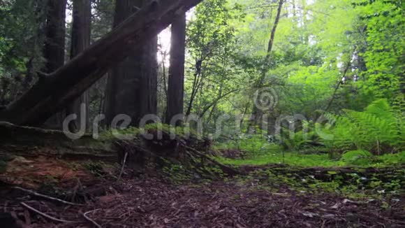 穿过森林阳光穿过树木视频的预览图