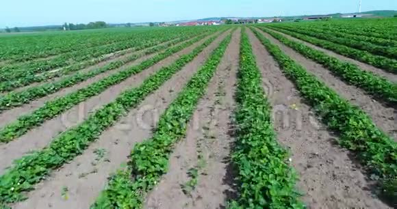 草莓大种植园草莓地草莓地视频的预览图