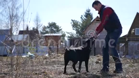 一个成年男子在乡下玩一只狗手里拿着一根大棍子拉布拉多跳用牙齿抓住一根棍子摇着它视频的预览图