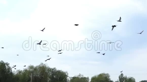 夏天一群鸽子正飞过一个湖视频的预览图