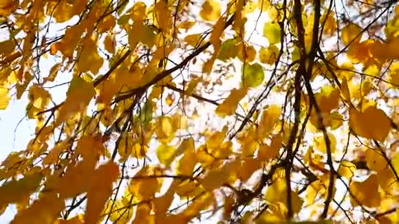 秋树枝阳光落叶秋天的风景秋极浅的专注全景格式阳光视频的预览图