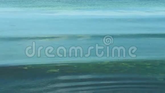 海岸带海藻的水视频的预览图