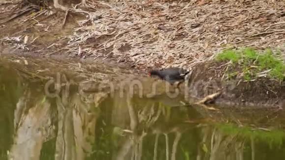 一只小鸟在小溪边喝水视频的预览图