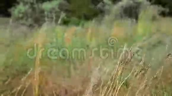 草原上的羽毛草在森林的边缘飘扬视频的预览图