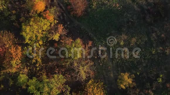 秋天树间的小径视频的预览图