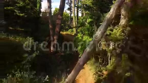 徒步旅行者在森林里骑自行车视频的预览图