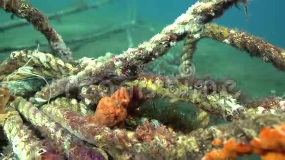 祖鲁海绿黄红疣蛙小丑鱼视频的预览图