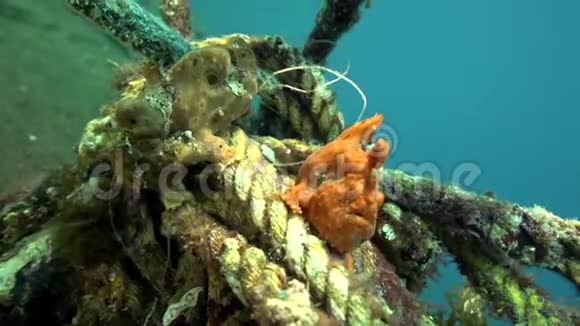 祖鲁海绿黄红疣蛙小丑鱼视频的预览图