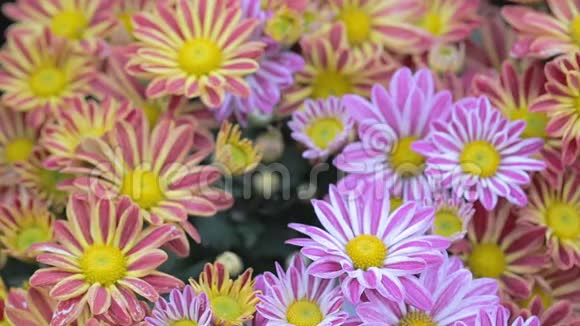 夏季或春季阳光明媚的花圃中的雏菊花和绿叶背景用于美容装饰和农业设计视频的预览图