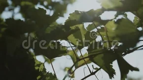 葡萄叶和太阳视频的预览图