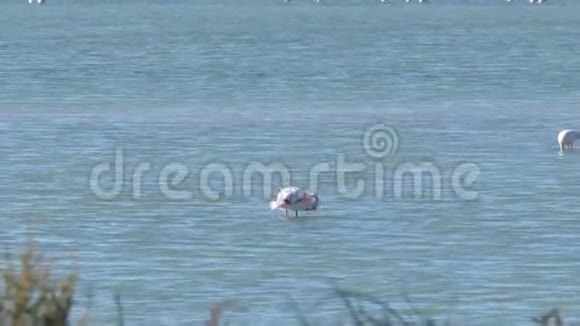 火烈鸟飞过盐湖视频的预览图