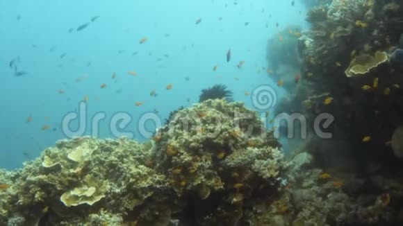 紫鱼和珊瑚礁水下视频的预览图