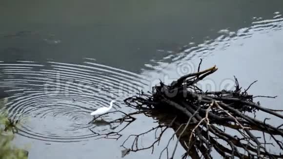 小白鹭在浅水里钓鱼视频的预览图