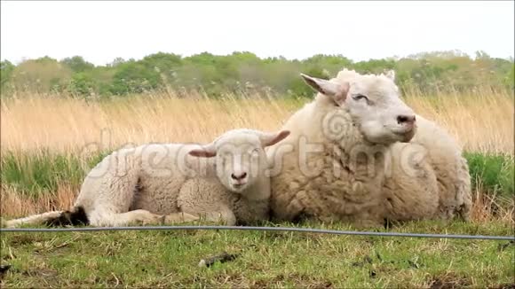小羊羔依偎在妈妈身上视频的预览图