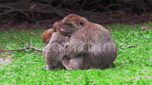 野蛮猴子和全家一起睡在地球上视频的预览图