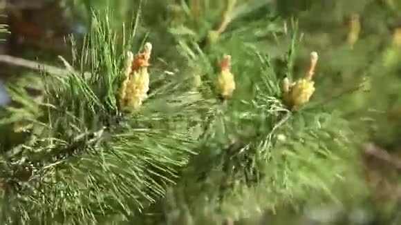 在松树上生长的幼果视频的预览图