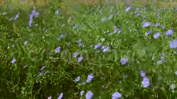多年生亚麻野生草原上有蓝色的花和绿色的茎视频的预览图