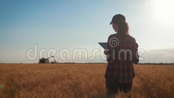 一个年轻漂亮的女人在日落时分在麦田里工作女孩用平板电脑计划收割视频的预览图