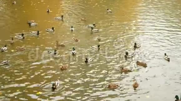 鸭湖鸟水视频的预览图