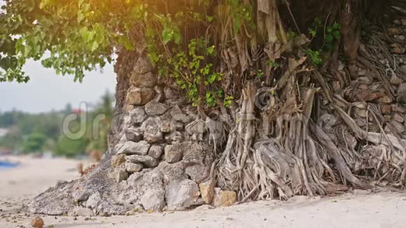 在日落的阳光下热带海滩附近生长着孤独的树木慢动作3840x2160视频的预览图