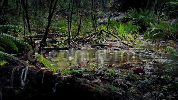 森林中的游泳池上的大雨视频的预览图