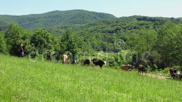 奶牛在一个被群山环绕的宽阔的草地上牛郎管理着一群牛视频的预览图