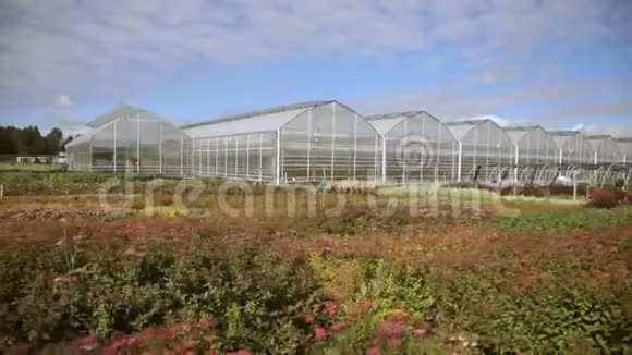 美丽的塑料温室和蔬菜种植蔬菜花园视频的预览图