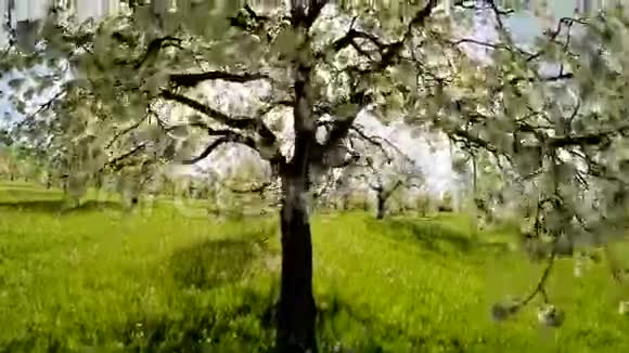 白色春天树木植物自然背景夏季鸟瞰视频的预览图