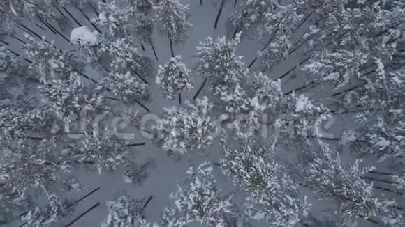 从无人驾驶飞机上看到的冬季森林视频的预览图