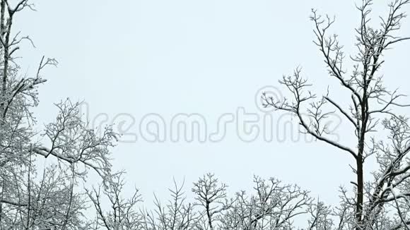 冬天树木枝条上新雪视频的预览图