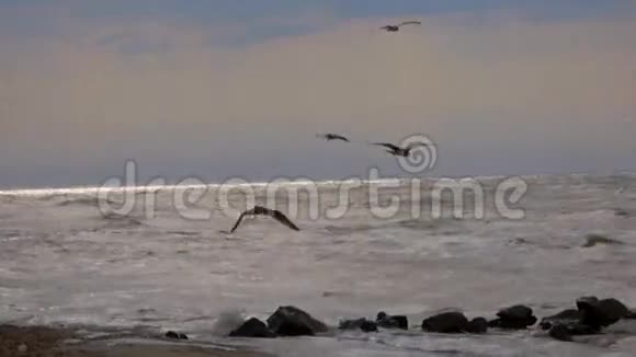 海鸥盘旋视频的预览图