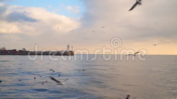 海鸥在有灯塔的码头背景的镜头前飞翔视频的预览图