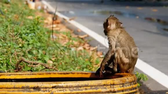 猴子在一碗水中抓住一只青蛙并与它一起玩泰国视频的预览图