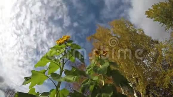 最后开花的秋天向日葵桦树和云的运动时间流逝视频的预览图
