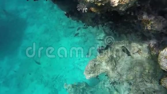 在红海清澈的海水中鱼的背景明亮的珊瑚视频的预览图